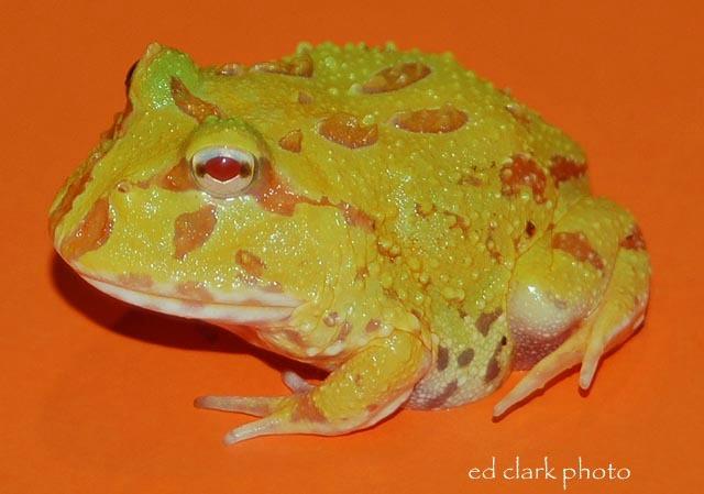 022 - Ceratophrys cranwelli albino.jpg